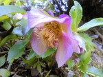 IMG_20130208_095311.jpg