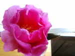 IMG_20130208_095353.jpg