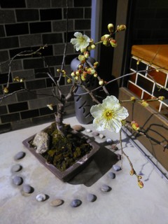 IMG_20130218_154039.jpg