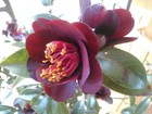 IMG_20130303_170016.jpg