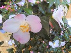 IMG_20130303_203141.jpg