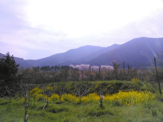 IMG_20130405_133539.jpg