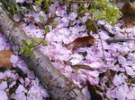 IMG_20130405_133658.jpg