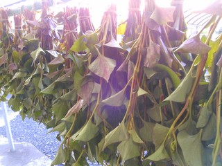 IMG_20130513_185524.jpg