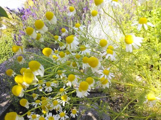IMG_20130520_180555.jpg