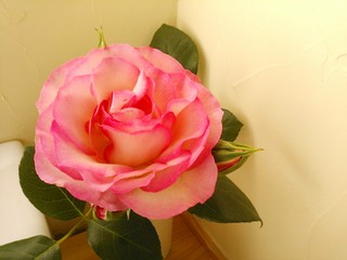 IMG_20130520_180958.jpg