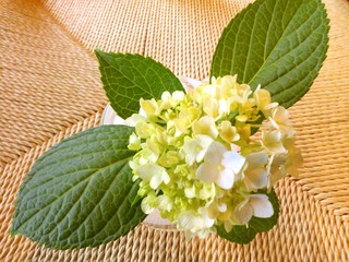 IMG_20130626_110919.jpg