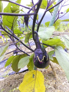 IMG_20130710_113337.jpg