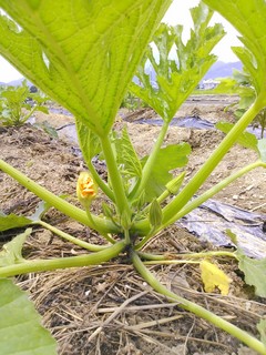 IMG_20130710_113406.jpg