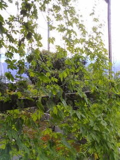 IMG_20130801_184723.jpg