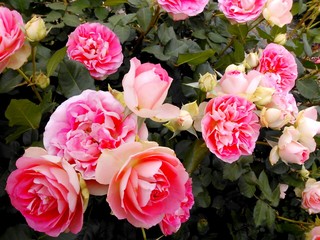 IMG_20140521_180618.jpg
