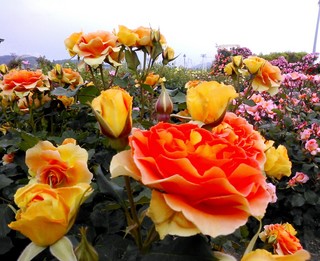 IMG_20140521_180751.jpg