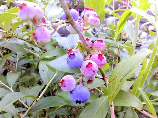 IMG_20140804_173843.jpg