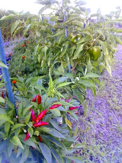 IMG_20140915_184443.jpg