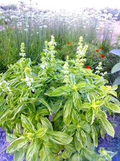 IMG_20140915_184507.jpg