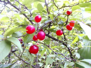 IMG_20150622_151019.jpg