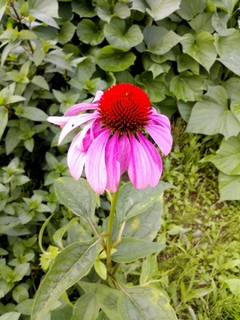 IMG_20150716_003100.jpg