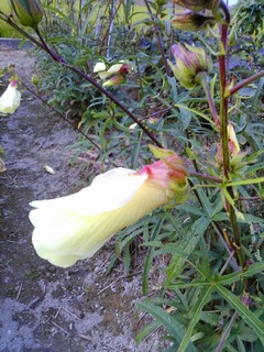 IMG_20150923_181523.jpg