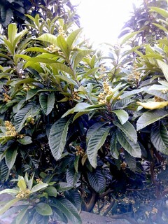 IMG_20151116_204303.jpg