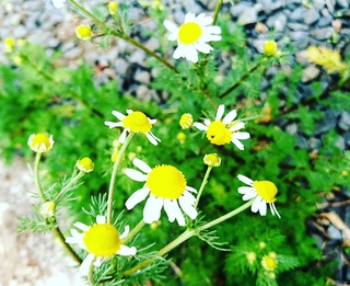 IMG_20170508_170552_133.jpg