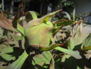 IMG_3006.JPG