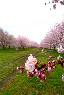 _20160402_213515.JPG