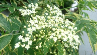 _20190516_133853.JPG