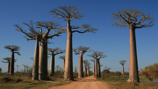 baobab2.jpg